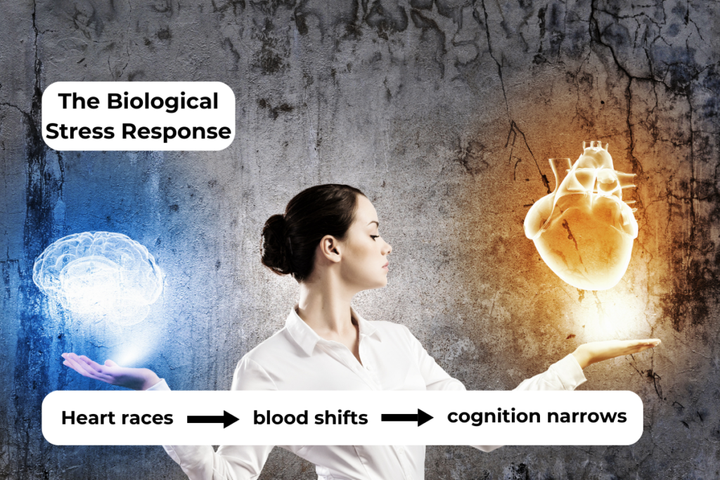 Visual explaining the biological stress response, highlighting increased heart rate and decreased cognitive function.